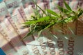 Cannabis leaves and Ukrainian hryvnia bills close-up, macroeconomics, marijuana sales, income and profits from growing medical