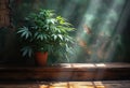 Cannabis plant in flowerpot on wooden shelf in room with old wall and sunlight