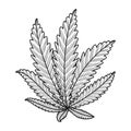 cannabis plant leafs nature icon