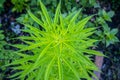 Cannabis tree top with grow flower bud in herb farm