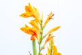 Cannaceae, Yellow canna flower,