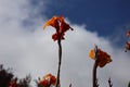 Cannas against the Karoo light