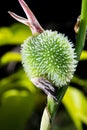 Cannas Plant Bud