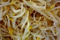 Canned Bean Sprouts up Close Royalty Free Stock Photo