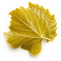 Canned grape leaf for dolma on white background Royalty Free Stock Photo