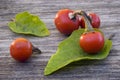 Cannibal's Tomato (Solanum uporo)