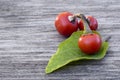 Cannibal's Tomato (Solanum uporo)