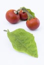 Cannibal's Tomato (Solanum uporo)