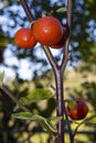 Cannibal's Tomato (Solanum uporo)