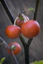 Cannibal's Tomato (Solanum uporo)