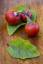 Cannibal's Tomato (Solanum uporo)