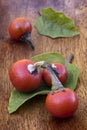 Cannibal's Tomato (Solanum uporo)