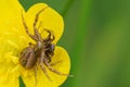 Cannibalism closeup on a female Crabspider, Xysticus, eating a male on a yellow buttercup flower Royalty Free Stock Photo