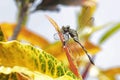 The cannibalistic behavior of a green marsh hawk that preys on its own kind.