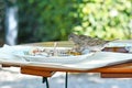 Cannibalistic sparrow bird eating chicken carcass of leftover food on plate pon restaurant table