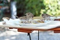 Cannibalistic sparrow bird eating chicken carcass of leftover food on plate on restaurant table