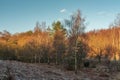 Cannock Chase, AONB in Staffordshire Royalty Free Stock Photo