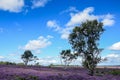 Cannock Chase Area of Outstanding Natural Beauty Royalty Free Stock Photo