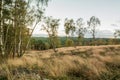 Cannock Chase Forest In Autumn Royalty Free Stock Photo