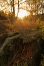 Cannock Chase Forest Royalty Free Stock Photo