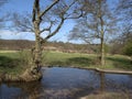 Cannock Chase