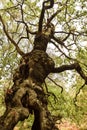 Cannock Chase, Staffordshire, 13th October 2018. Storm Callum uproots 400 year old Oak Tree