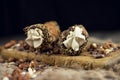 Cannoli, deep fried Italian pastry tubes with a sweet ricotta cheese, chocolate chips and hazelnuts served on a wooden board Royalty Free Stock Photo