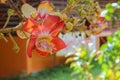 Cannon ball flower Beautiful Couroupita guianensis Aubl Royalty Free Stock Photo