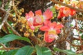 Cannon ball flower Beautiful Couroupita guianensis Aubl Royalty Free Stock Photo