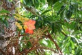 Cannon ball flower Beautiful Couroupita guianensis Aubl Royalty Free Stock Photo