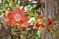 Cannon ball flower Beautiful Couroupita guianensis Aubl Royalty Free Stock Photo