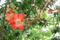 Cannon ball flower Beautiful Couroupita guianensis Aubl Sal Tree Royalty Free Stock Photo