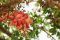 Cannon ball flower Beautiful Couroupita guianensis Aubl Sal Tree Royalty Free Stock Photo