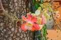 Cannon ball flower Beautiful Couroupita guianensis Aubl Royalty Free Stock Photo