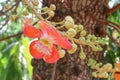 Cannon ball flower Beautiful Couroupita guianensis Aubl Royalty Free Stock Photo