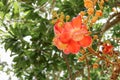 Cannon ball flower Beautiful Couroupita guianensis Aubl Royalty Free Stock Photo