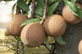 Cannon ball fruit on the tree. Royalty Free Stock Photo