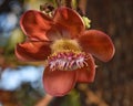 Cannon Ball Tree Flower Royalty Free Stock Photo