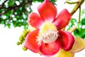 Cannon ball tree flower. Royalty Free Stock Photo