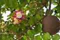 Cannon ball tree flower. Royalty Free Stock Photo