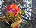 Cannon Ball Tree flower blooming on tree. Royalty Free Stock Photo