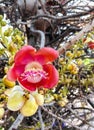 Cannon Ball Tree flower blooming on tree. Royalty Free Stock Photo