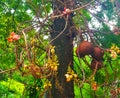 Cannon Ball Tree flower, Couroupita guianensis Aubl, Lecythidaceae, Beautiful nuture Royalty Free Stock Photo