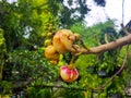 Cannon Ball Tree flower, Couroupita guianensis Aubl, Lecythidaceae, Beautiful nuture Royalty Free Stock Photo