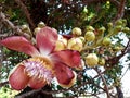 Cannon ball tree flower Royalty Free Stock Photo