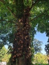 Cannon ball tree is over 40 years old at Khao Kho in Thailand. Royalty Free Stock Photo