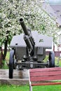 Cannon from second world war with flowering tree in Zliechov