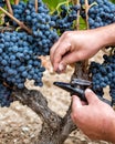 Cannonau grapes. Agronomist measures the level of sugars in grapes with the refractometer. Agriculture