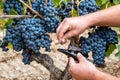 Cannonau grapes. Agronomist measures the level of sugars in grapes with the refractometer. Agriculture