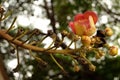 Cannonball Flower at Wat Putthaisawan. Royalty Free Stock Photo